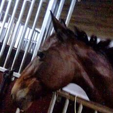 Anden særlig race Tiggi ( solgt )