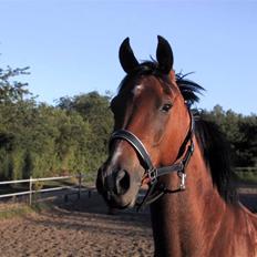Anden særlig race Tornado - Solgt til Norge