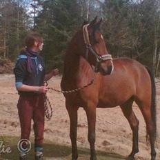 Anden særlig race Tornado - Solgt til Norge