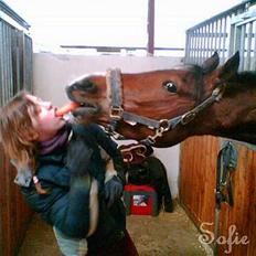 Anden særlig race Tornado - Solgt til Norge