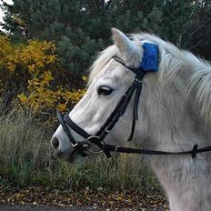 Anden særlig race Bella