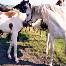 Arabisk fuldblod (OX) Bandala - RIP 2012