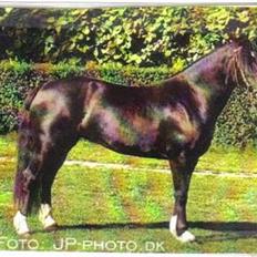 Welsh Cob (sec D) Dorthealyst Blacky