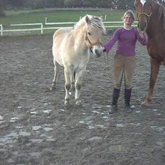 Fjordhest Galgebakken´s Krølle