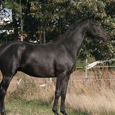 Trakehner Barduc  (SOLGT)