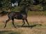 Trakehner Barduc  (SOLGT) - Barduc 2005