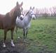 Palomino sascha