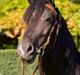 Welsh Cob (sec D) Dorthealyst Blacky