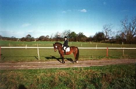 Anden særlig race Mitsi billede 16