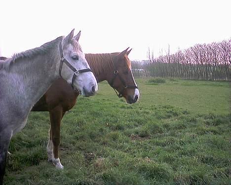 Anden særlig race lucky billede 8