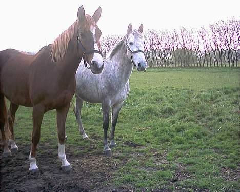 Anden særlig race lucky billede 9