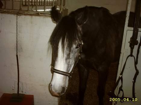 DSP Bentley (SOLGT) - Fiint billede fra dengang jeg næsten lige havde fået ham. billede 1