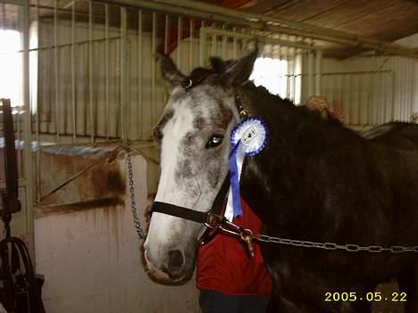 DSP Bentley (SOLGT) - Fra vores første stævne hvor vi startede le billede 2