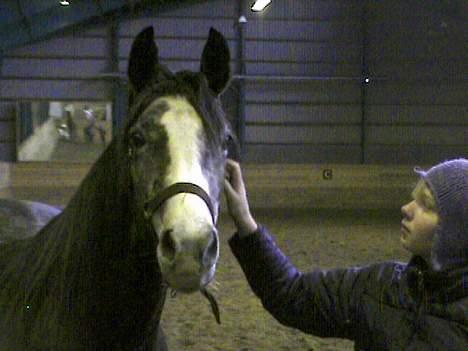 DSP Bentley (SOLGT) - Fra dengang jeg var ude og kigge på ham.. Drømmepony var mit første ord :D billede 4