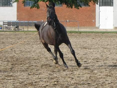 Oldenborg Faurholts DeVito - Han spiller lidt smart her billede 2