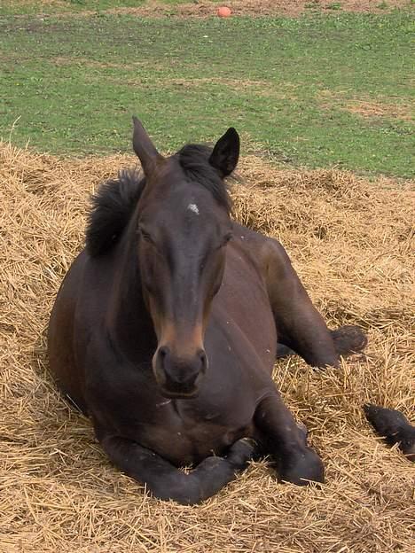 Oldenborg Faurholts DeVito - Her tar han lige en lille lur billede 4