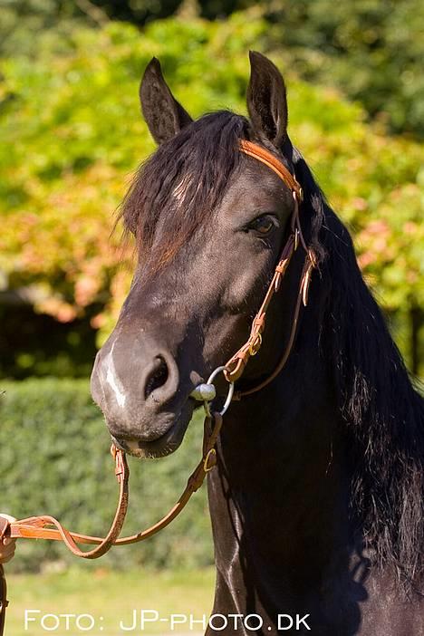 Welsh Cob (sec D) Dorthealyst Blacky billede 1