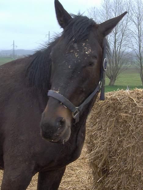 Oldenborg Faurholts DeVito - Devito æder halm billede 6