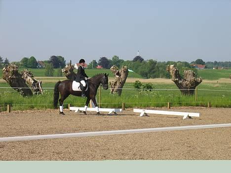 New Forest Roløkke Himalaya SOLGT - Ikke super. En LA sidste forår. billede 11