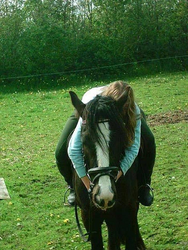 Irish Cob Grønhøjs Tito ~~ solgt - såå dejlig billede 1