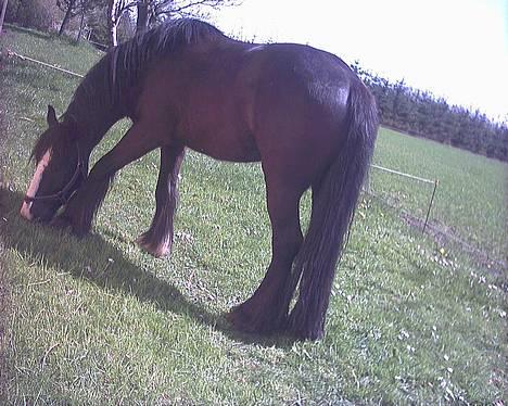 Irish Cob Grønhøjs Tito ~~ solgt billede 3