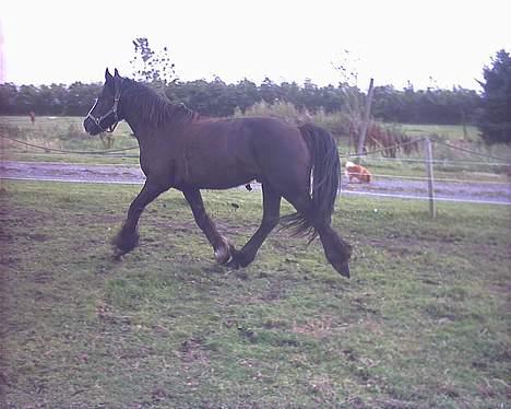 Irish Cob Grønhøjs Tito ~~ solgt billede 4