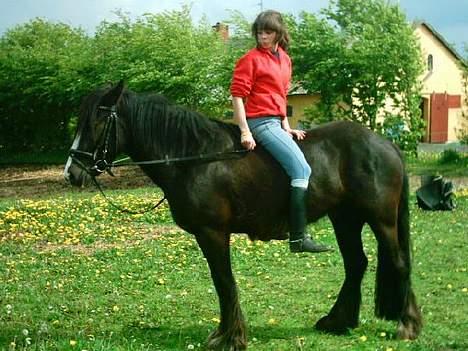 Irish Cob Grønhøjs Tito ~~ solgt billede 6