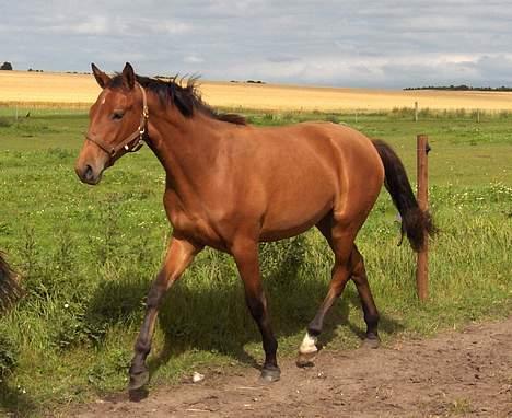 Dansk Varmblod Désiri Lykkedal - Desiri på sommerfold, sommeren 2005 billede 1
