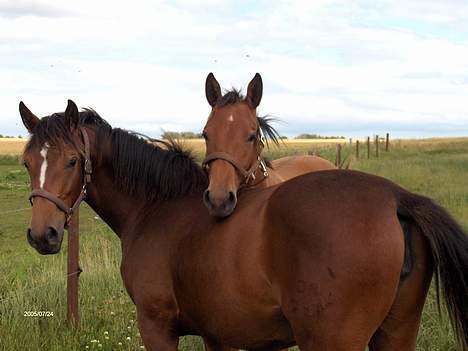 Dansk Varmblod Désiri Lykkedal - Desiri gik på sommerfold med hendes bedste veninde, en dejlig 1 års hoppeplag efter Lucky Light billede 2
