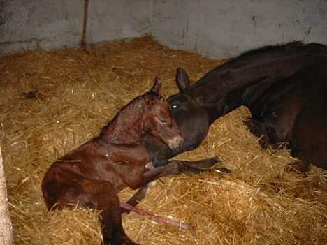 Dansk Varmblod Désiri Lykkedal - Få minutter gammel billede 3