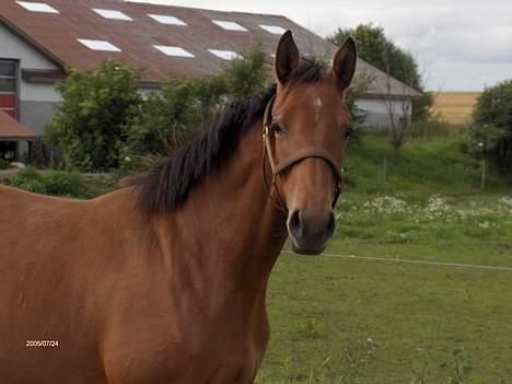 Dansk Varmblod Désiri Lykkedal - altid klar på en ny omgang ballade, en rigtig drengepige billede 4