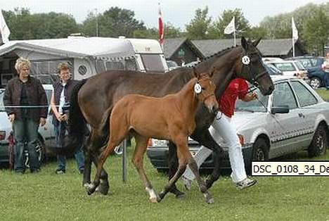 Dansk Varmblod Désiri Lykkedal - Desiri og hendes mor Derrina Attrup tilfølskue i Aalborg billede 5