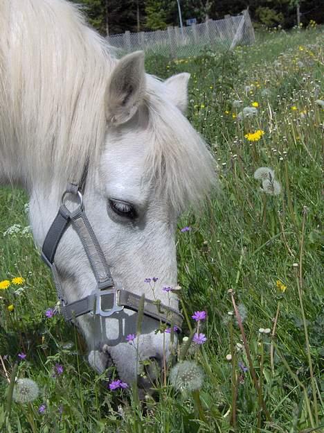 Welsh Mountain (sec A) Starlight.... DØD... - arhh hvor er det dejlig saftigt.... billede 3