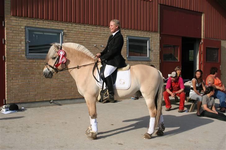 Fjordhest Kastanjegårdens Nick ** - Velkommen til Nick´s Profil håber i synes og min dejlige hest! (2X1. plads vundet mod hest) billede 1
