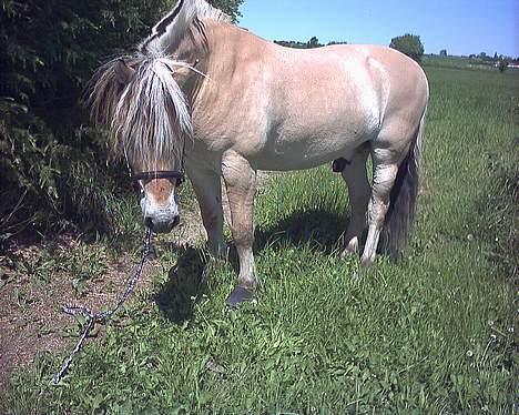 Fjordhest Kastanjegårdens Nick ** - Nick efter løsspring på banen billede 2