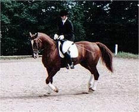 Frederiksborg Ramir - Ramir i dresur under millitery rytter Anlouise. År 2003. billede 3