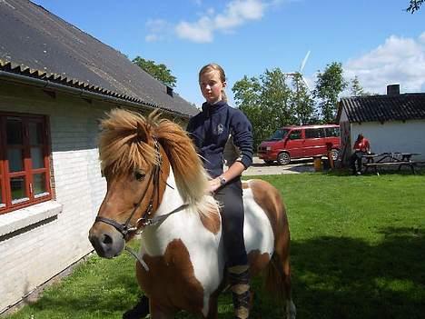 Islænder Mellemhavens Tjalfe  - Smukke Tjalfe<3 billede 6