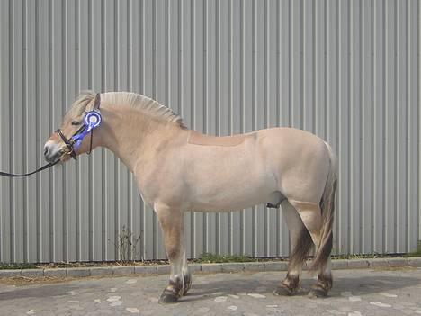 Fjordhest Kastanjegårdens Nick ** - til vallakbedømmelse 2006 billede 3