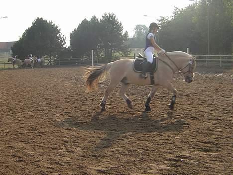 Fjordhest Kastanjegårdens Nick ** - i opvarmning til højdespring til fjordehestestævnet billede 4
