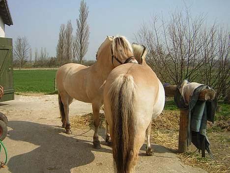 Fjordhest Kastanjegårdens Nick ** - Nick og min venindes gamle fjordhest Lady den er desværre solgt nu. det var nicks kæreste billede 5