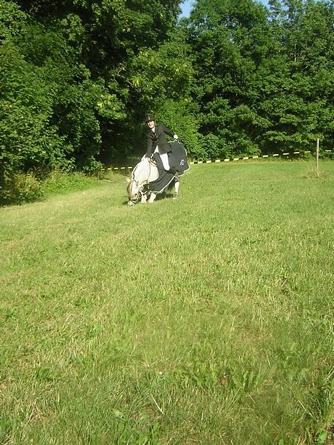 Fjordhest Kastanjegårdens Nick ** - Nick nejer ser lidt kikset ud for jeg grinede sådan billede 6