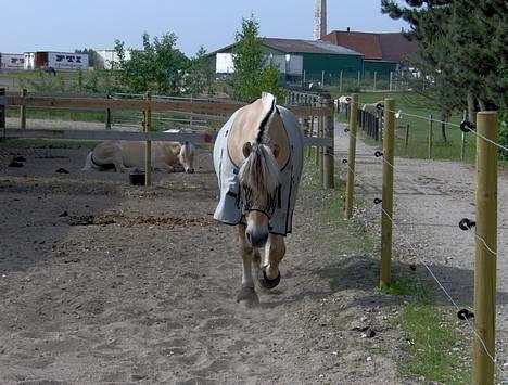 Fjordhest Kastanjegårdens Nick ** - Nick på fold sommeren 2006 billede 7