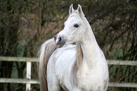 Arabisk fuldblod (OX) Samarrah SCID/CA fri - Samarrah 20.nov.2005 billede 11