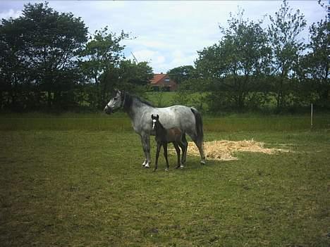 Arabisk fuldblod (OX) *solgt* extream Lady billede 9