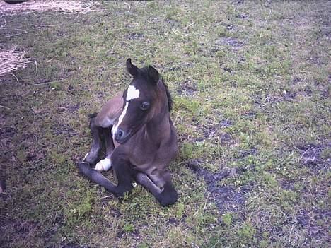 Arabisk fuldblod (OX) *solgt* extream Lady billede 10