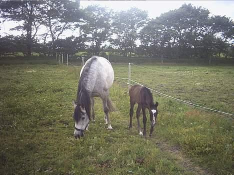 Arabisk fuldblod (OX) *solgt* extream Lady billede 11