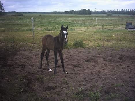 Arabisk fuldblod (OX) *solgt* extream Lady billede 12