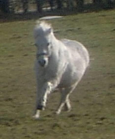 Welsh Mountain (sec A) Starlight.... DØD... - Såå fin... Træls at det er sløret... billede 8