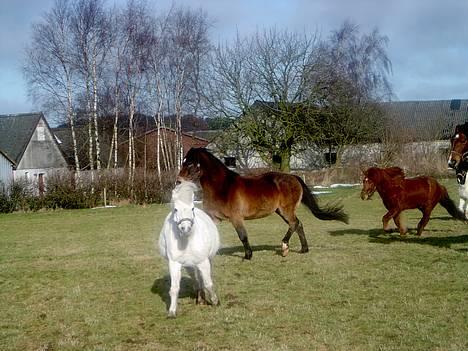 Welsh Mountain (sec A) Starlight.... DØD... - Uhh der kan man virkelig se hvor tyk hun er....  billede 10