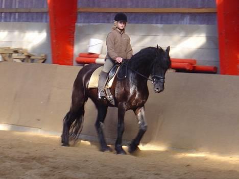 Frieser Shadow - cecillie rider på shadow billede 1